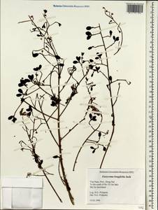 Eurycoma longifolia, South Asia, South Asia (Asia outside ex-Soviet states and Mongolia) (ASIA) (Vietnam)