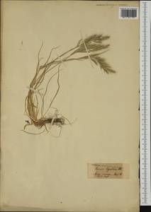 Vulpia ligustica (All.) Link, Western Europe (EUR)