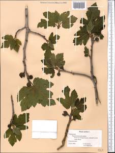 Ficus carica, Middle Asia, Kopet Dag, Badkhyz, Small & Great Balkhan (M1) (Turkmenistan)