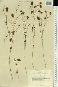 Trifolium arvense L., Siberia, Western Siberia (S1) (Russia)