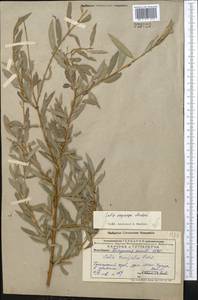 Salix pycnostachya Anderss., Middle Asia, Pamir & Pamiro-Alai (M2) (Uzbekistan)