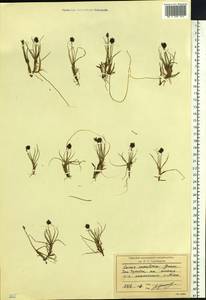 Carex maritima Gunnerus, Siberia, Chukotka & Kamchatka (S7) (Russia)