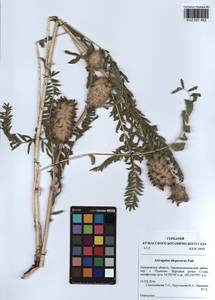 KUZ 001 452, Astragalus alopecurus Pall. ex DC., Siberia, Altai & Sayany Mountains (S2) (Russia)