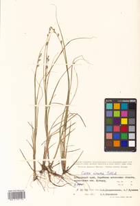Carex canescens subsp. canescens, Siberia, Russian Far East (S6) (Russia)