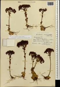 Prometheum sempervivoides (M. Bieb.) H. Ohba, Caucasus, Armenia (K5) (Armenia)