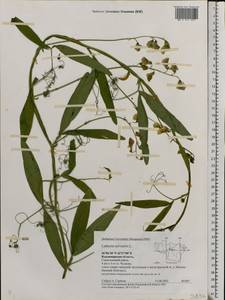 Lathyrus sylvestris L., Eastern Europe, Central region (E4) (Russia)