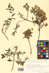 Spiraea media Schmidt, Siberia, Russian Far East (S6) (Russia)