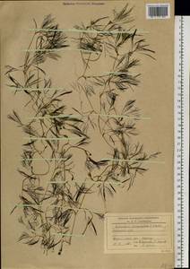Ranunculus trichophyllus Chaix, Siberia, Russian Far East (S6) (Russia)