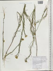 Erysimum leucanthemum (Stephan) B. Fedtsch., Eastern Europe, Lower Volga region (E9) (Russia)