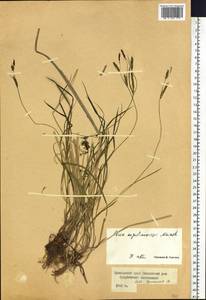Carex augustinowiczii Meinsh., Siberia, Russian Far East (S6) (Russia)