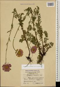 Tanacetum coccineum subsp. coccineum, Caucasus, South Ossetia (K4b) (South Ossetia)