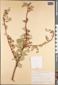 Cotoneaster, Middle Asia, Northern & Central Tian Shan (M4) (Kyrgyzstan)