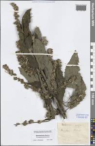 Verbascum nigrum L., Eastern Europe, Central forest-and-steppe region (E6) (Russia)
