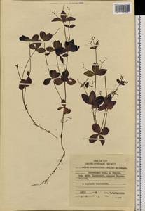 Galium kamtschaticum Steller ex Schult. & Schult.f., Siberia, Russian Far East (S6) (Russia)