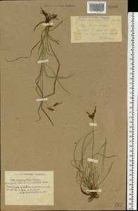 Carex caryophyllea Latourr., Eastern Europe, South Ukrainian region (E12) (Ukraine)