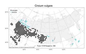 Cirsium vulgare (Savi) Ten., Atlas of the Russian Flora (FLORUS) (Russia)