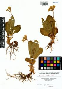 Primula elatior subsp. pallasii (Lehm.) W. W. Sm. & Forrest, Siberia, Altai & Sayany Mountains (S2) (Russia)