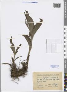 Cypripedium macranthos Sw., Siberia, Baikal & Transbaikal region (S4) (Russia)