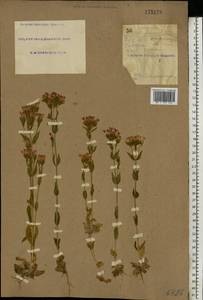 Centaurium erythraea, Eastern Europe, South Ukrainian region (E12) (Ukraine)