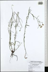Sisymbrium polymorphum (Murray) Roth, Eastern Europe, Central region (E4) (Russia)