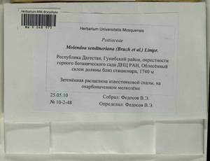 Molendoa sendtneriana (Bruch & Schimp.) Limpr., Bryophytes, Bryophytes - North Caucasus & Ciscaucasia (B12) (Russia)