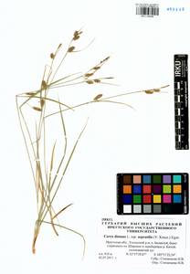 Carex distans L., Siberia, Baikal & Transbaikal region (S4) (Russia)