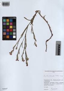 KUZ 004 419, Dianthus chinensis, Siberia, Altai & Sayany Mountains (S2) (Russia)