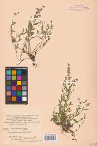 Polygala vulgaris L., Eastern Europe, West Ukrainian region (E13) (Ukraine)