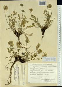 Oxytropis leucantha (Pall.)Bunge, Siberia, Chukotka & Kamchatka (S7) (Russia)