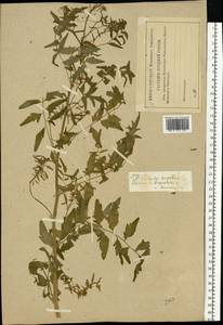 Cardamine impatiens L., Eastern Europe, Western region (E3) (Russia)