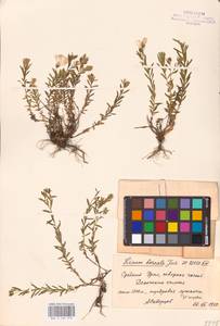 Linum perenne L., Eastern Europe, Eastern region (E10) (Russia)