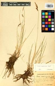 Carex erawinensis Korotky, Siberia, Baikal & Transbaikal region (S4) (Russia)