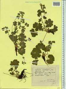 Alchemilla schistophylla Juz., Eastern Europe, Eastern region (E10) (Russia)