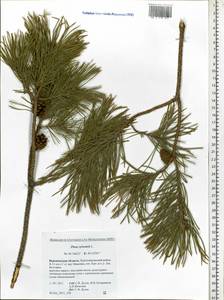 Pinus sylvestris L., Eastern Europe, Central forest-and-steppe region (E6) (Russia)