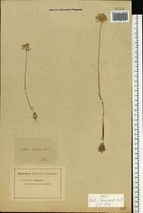 Allium rubellum M.Bieb., Eastern Europe, Lower Volga region (E9) (Russia)