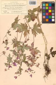 Geranium maximowiczii Regel & Maack, Siberia, Russian Far East (S6) (Russia)