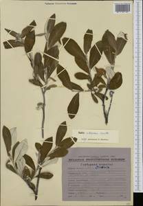 Salix alaxensis (Anderss.) Coville, Siberia, Chukotka & Kamchatka (S7) (Russia)