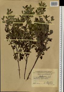 Salix myrtilloides L., Siberia, Baikal & Transbaikal region (S4) (Russia)