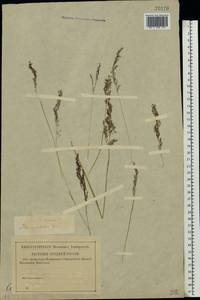 Agrostis canina L., Eastern Europe, Central forest region (E5) (Russia)