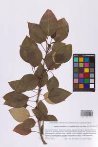 Populus trichocarpa Torr. & A.Gray ex Hook., Eastern Europe, Moscow region (E4a) (Russia)