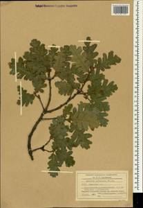 Quercus pubescens Willd. , nom. cons., Crimea (KRYM) (Russia)