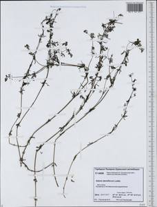 Galium verum subsp. verum, Siberia, Western Siberia (S1) (Russia)