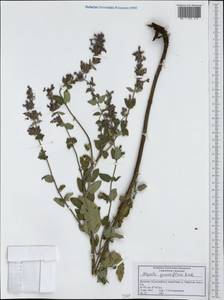 Nepeta grandiflora M.Bieb., Caucasus, Dagestan (K2) (Russia)