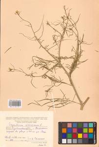 Sisymbrium altissimum L., Eastern Europe, Middle Volga region (E8) (Russia)