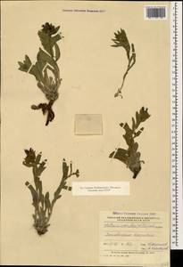 Moltkia coerulea (Willd) Lehm., Caucasus, Azerbaijan (K6) (Azerbaijan)
