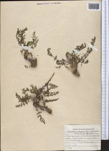 Hyalolaena bupleuroides (Schrenk) Pimenov & Kljuykov, Middle Asia, Pamir & Pamiro-Alai (M2) (Kyrgyzstan)