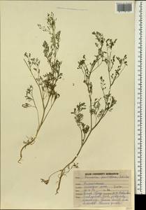 Fumaria parviflora Lam., South Asia, South Asia (Asia outside ex-Soviet states and Mongolia) (ASIA) (India)