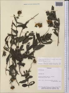 Wedelia montevidensis var. setosa (Griseb.) comb. ined., America (AMER) (Paraguay)