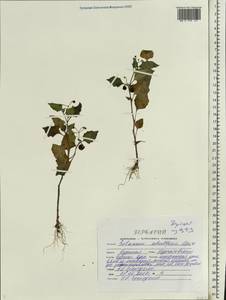 Solanum decipiens Opiz, Eastern Europe, Central forest-and-steppe region (E6) (Russia)