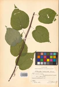 Actinidia kolomikta (Maxim. & Rupr.) Maxim., Siberia, Russian Far East (S6) (Russia)